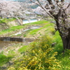 名残の桜（１）