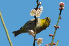 春はもうすぐ(１)