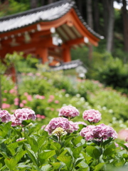 三室戸の紫陽花３