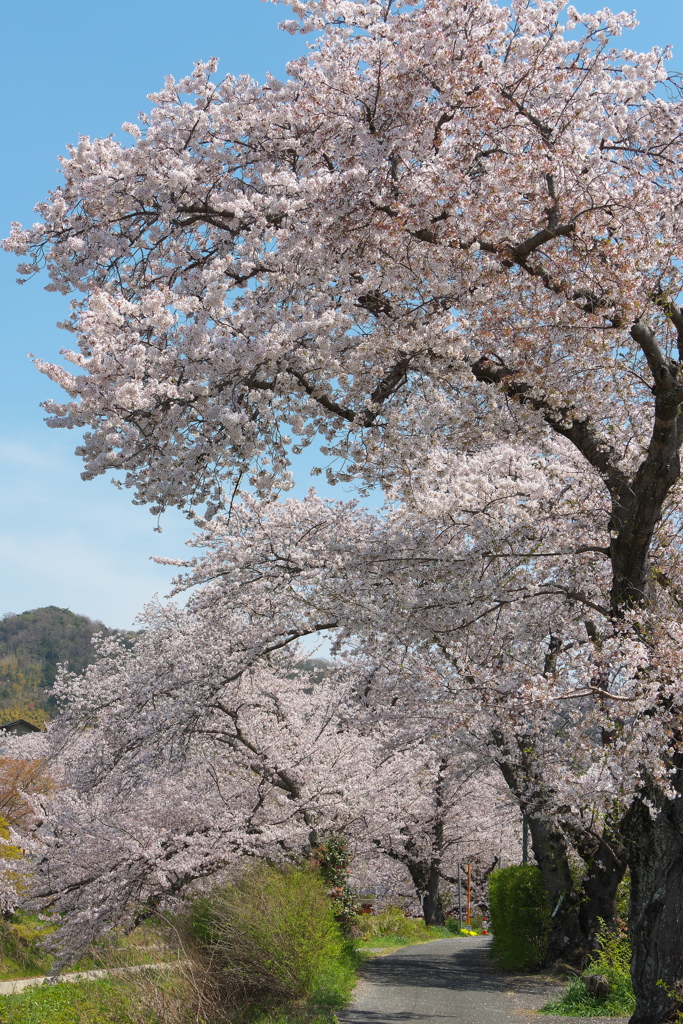 名残の桜（３）
