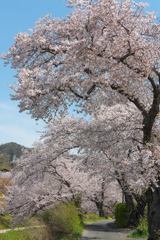 名残の桜（３）