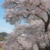 名残の桜（３）