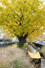 秋の古都にて(３)