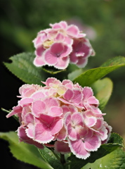 三室戸の紫陽花４