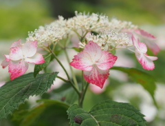 三室戸の紫陽花２