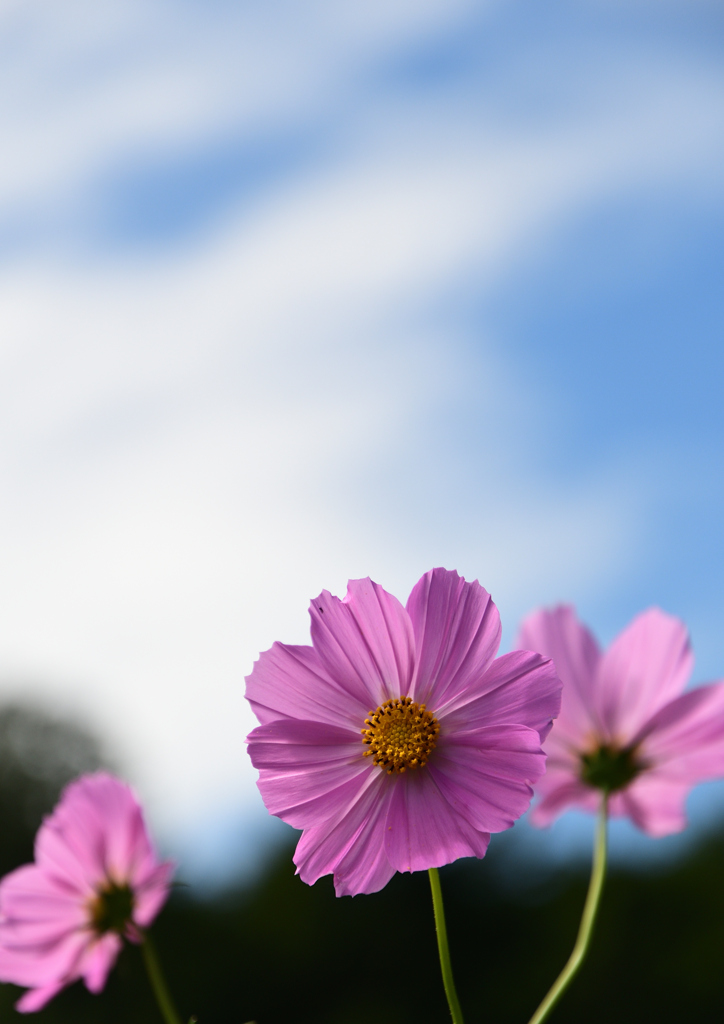 秋空５