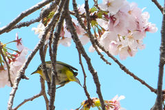 名残の桜（２）