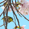 名残の桜（２）