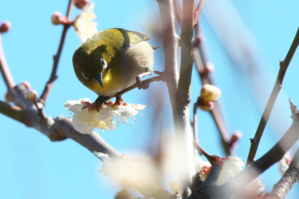 春はもうすぐ(３)