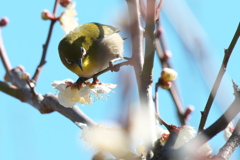 春はもうすぐ(３)