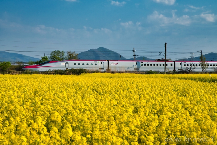 菜の花にこまち号