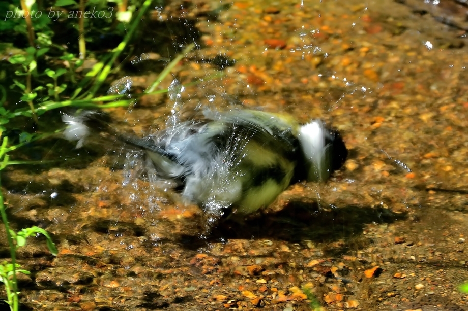 小鳥達７