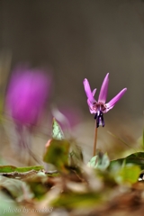 カタクリの花