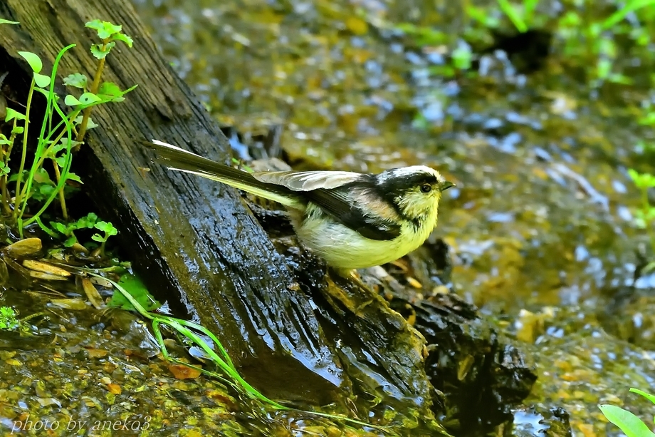 小鳥達