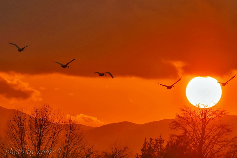 みちのく夕陽に白鳥たち８