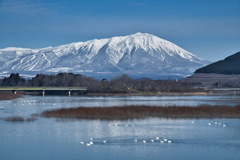 御所湖白鳥たち８