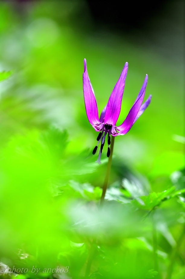 カタクリの花１５