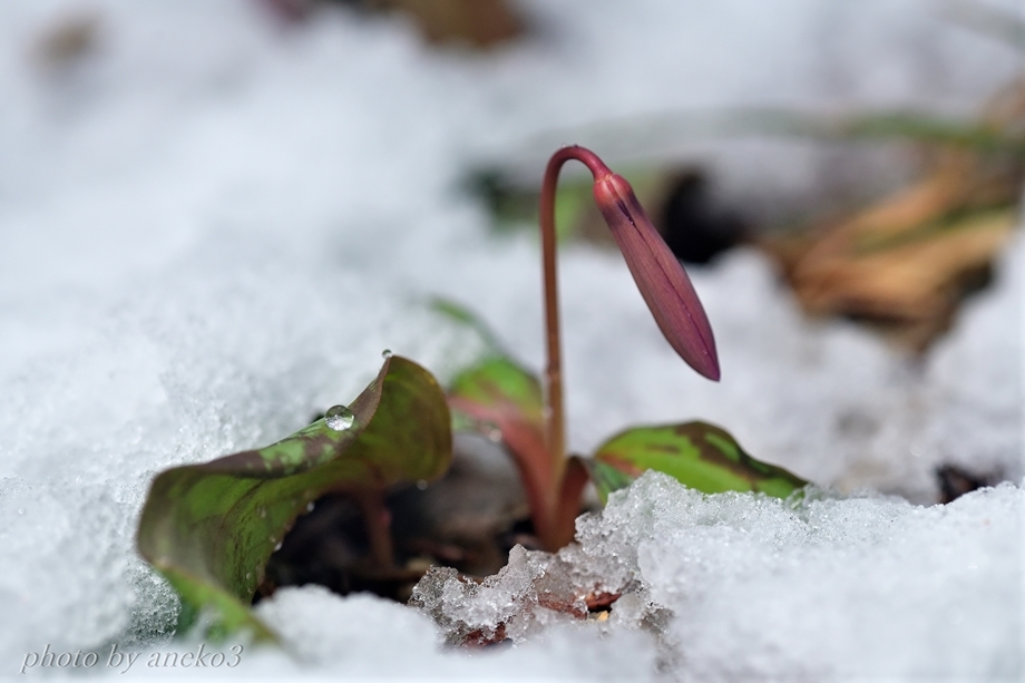 カタクリの花３
