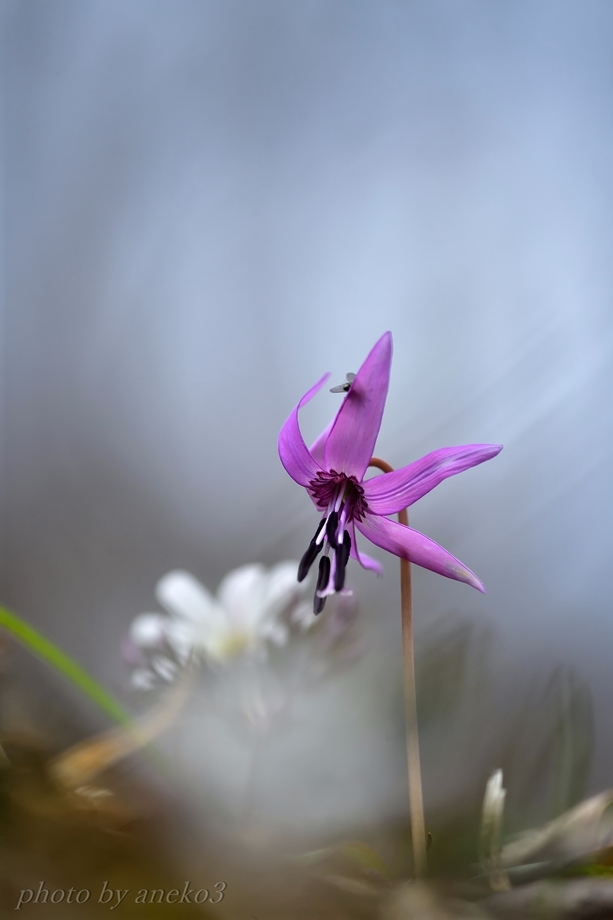 カタクリの花２