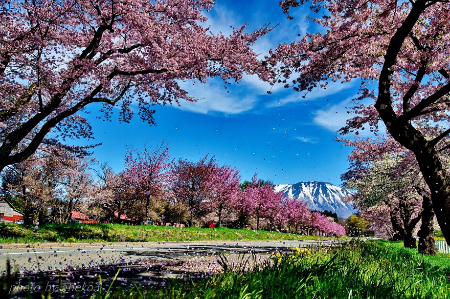 散る小岩井桜通り
