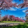 散る小岩井桜通り