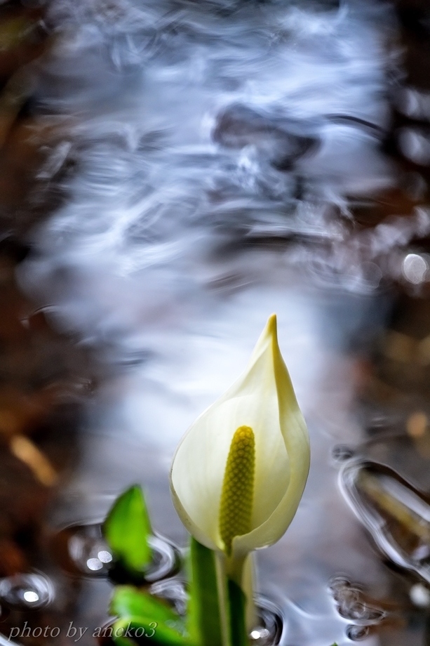 水芭蕉３