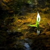 水芭蕉７