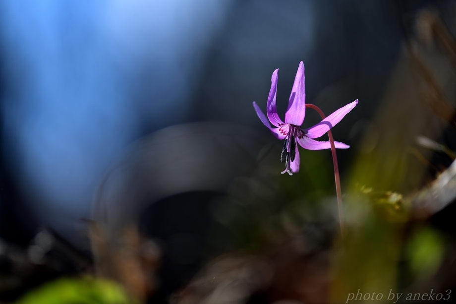 カタクリの花６