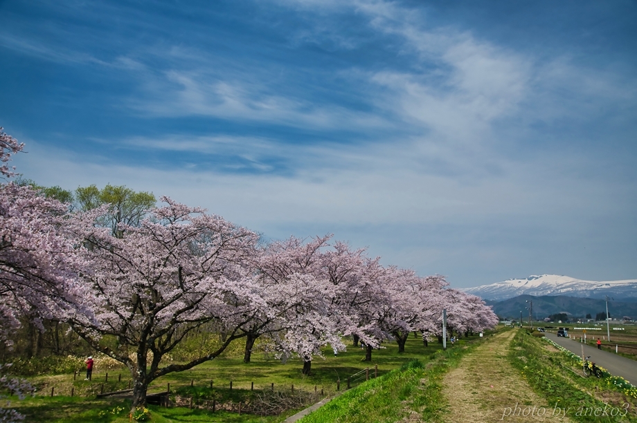 みちのく桜景色２