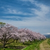 みちのく桜景色２