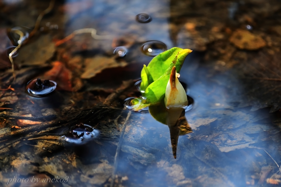 春の野花２