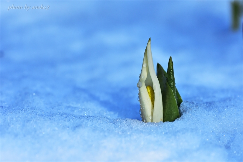 水芭蕉２