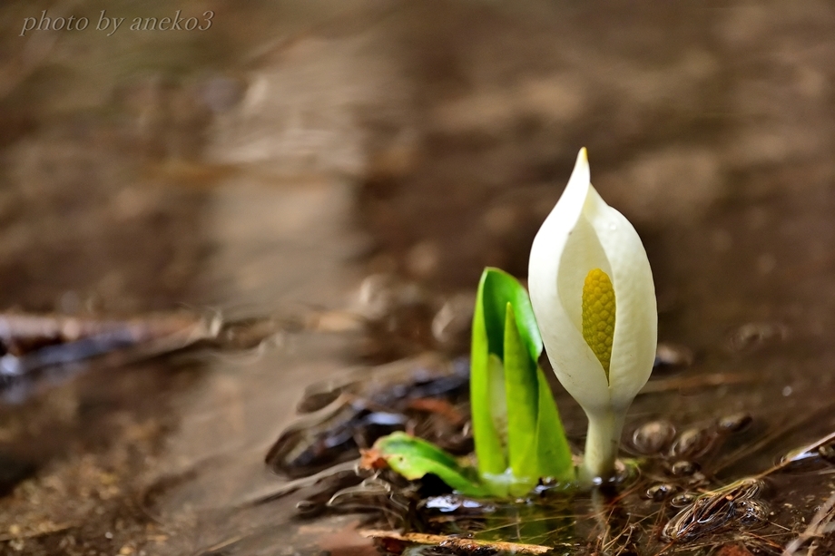 水芭蕉