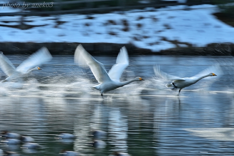 白鳥たち１０