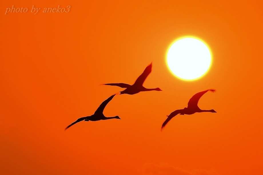夕陽に白鳥たち１１