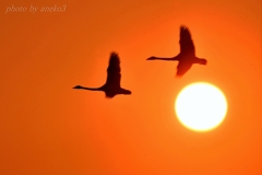 夕陽に白鳥たち１０