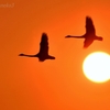 夕陽に白鳥たち１０