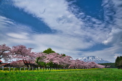 桜景色３