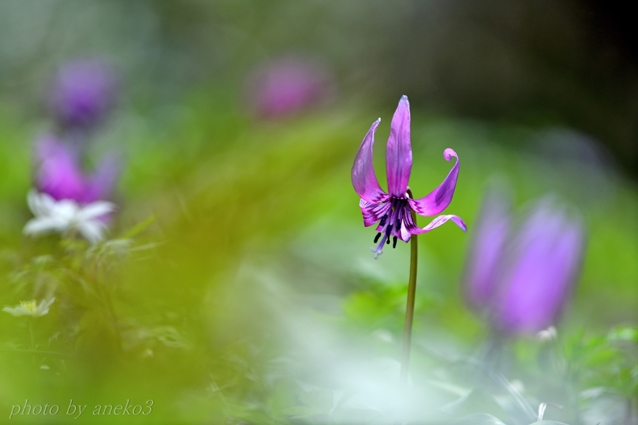 カタクリの花１４