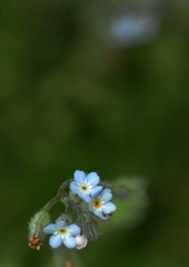 切ない恋の花