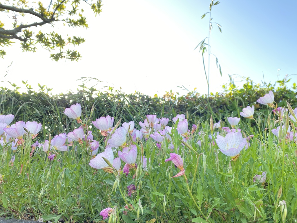 何て花なんだろう