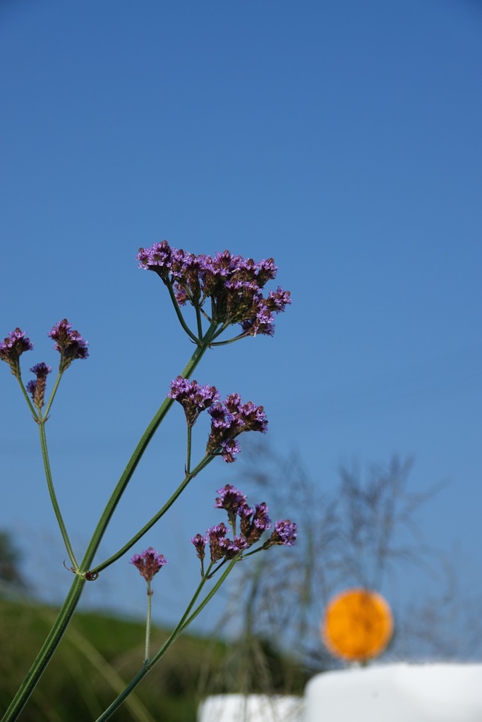 道端の野花