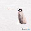 ピンガ　３
