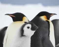 emperor penguin