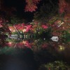 ライトアップ　永観堂
