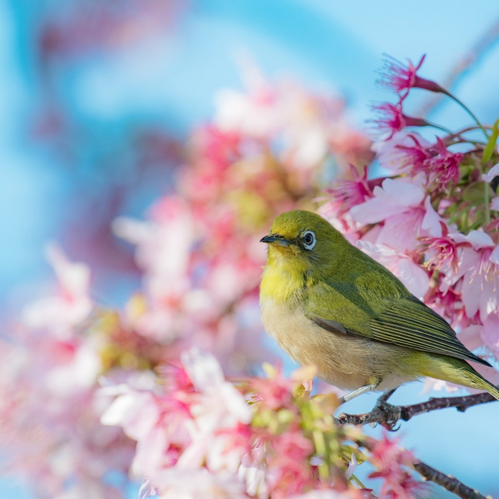 河津桜とメジロ