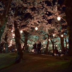 函館夜桜