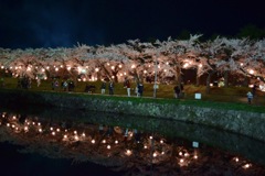 函館夜桜2