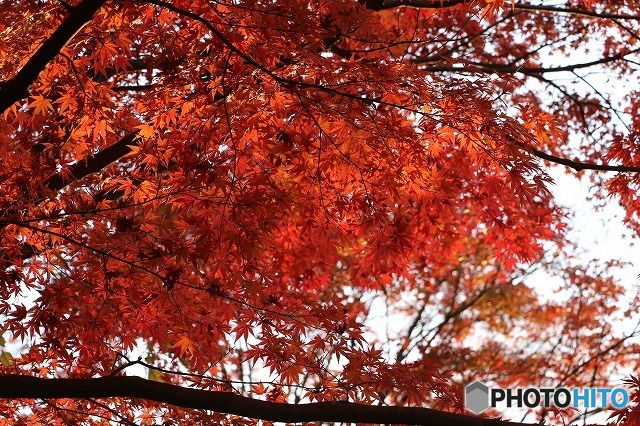 高尾山の紅葉