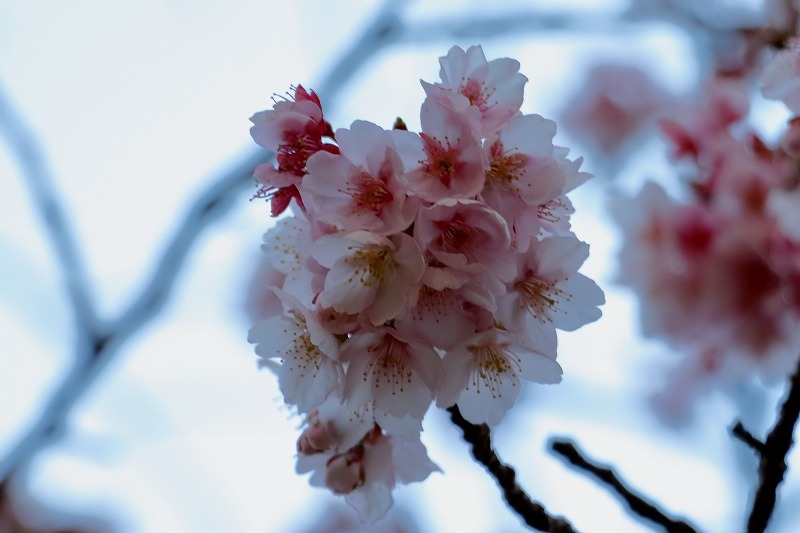 上野公園の桜　2018/2/19